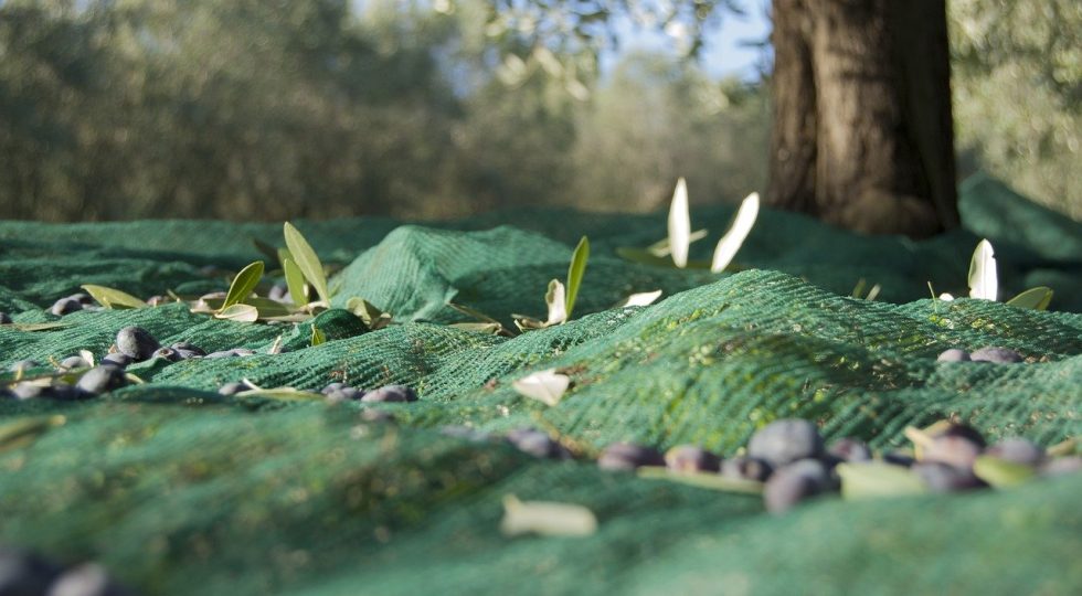 OLIO EXTRAVERGINE, STIMATO CALO PRODUTTIVO DEL 22%
