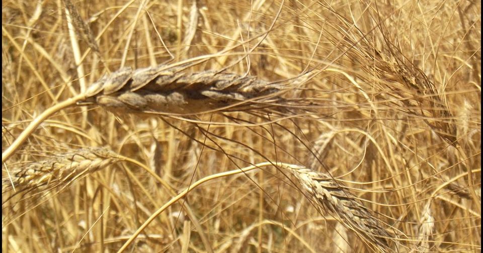 ALLA RICERCA DELLA SARAGOLLA PERDUTA, IL PROGETTO SARAB PER RICONOSCERE I VERI GRANI ANTICHI ABRUZZESI