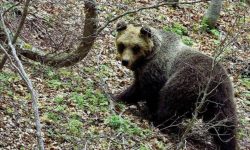 PARCO NAZIONALE DELLA MAJELLA, IL RITORNO DELL’ORSA PEPPINA