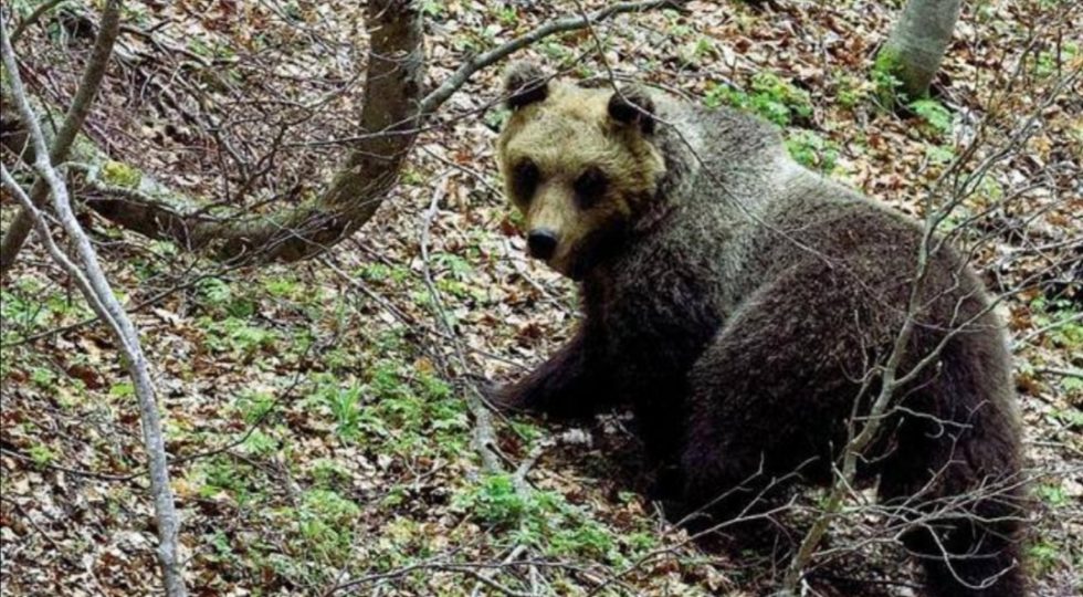 PARCO NAZIONALE DELLA MAJELLA, IL RITORNO DELL’ORSA PEPPINA