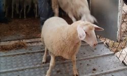 IL PARCO DELLA MAJELLA “RESTITUISCE” AGLI ALLEVATORI LE PECORE PREDATE DAI LUPI