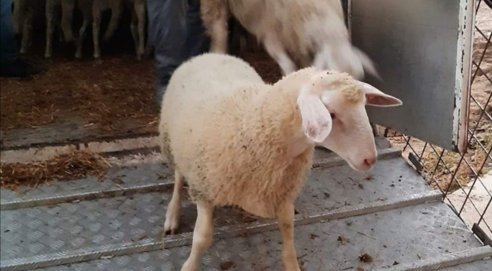 IL PARCO DELLA MAJELLA “RESTITUISCE” AGLI ALLEVATORI LE PECORE PREDATE DAI LUPI