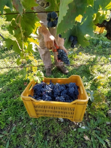 vendemmia_ludovico_4