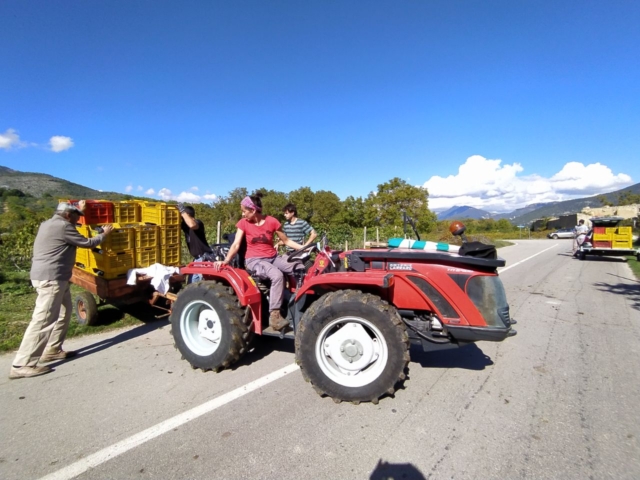 vendemmia_ludovico_5