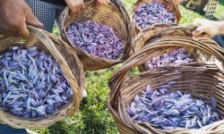 TORNA “RACCOGLI, CONOSCI E DEGUSTA” ALLA SCOPERTA DELLO ZAFFERANO