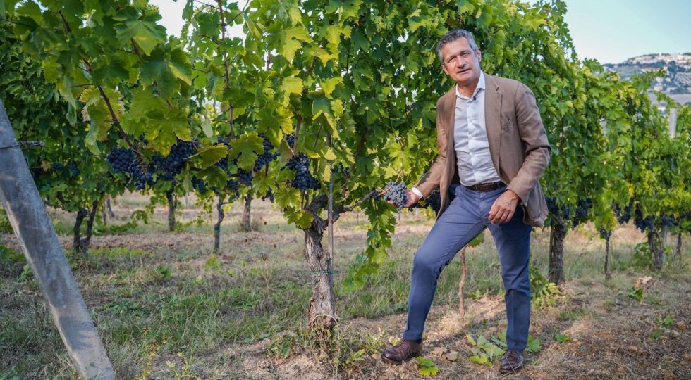 UMANI RONCHI, VENDEMMIA 2020: VINCE LA QUALITÀ, LA PANDEMIA NON FRENA L’EXPORT