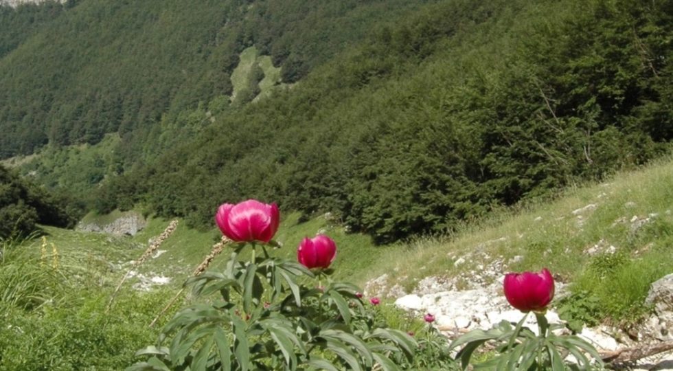 IN DUE VOLUMI IL PRIMO ESAUSTIVO REPERTORIO DELLA FLORA DEL PARCO DELLA MAJELLA