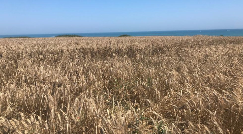 GRANO MADE IN ITALY, FENOMENO MEDIATICO O QUALITÀ SUPERIORE?
