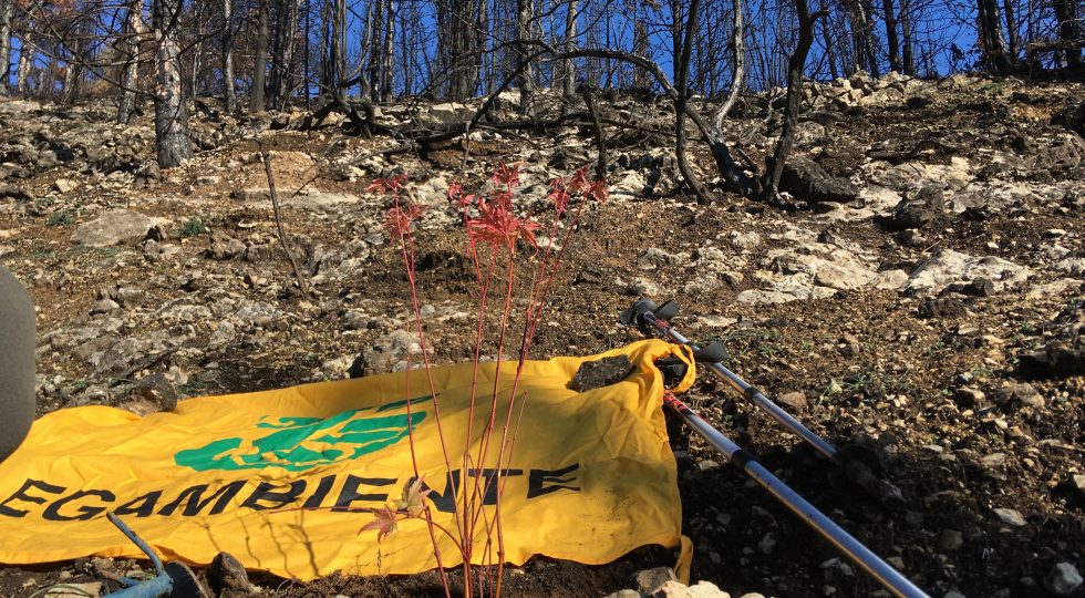 UN NUOVO ALBERO SU MONTE PETTINO DEVASTATO DAGLI INCENDI COME AUSPICIO DI RINASCITA