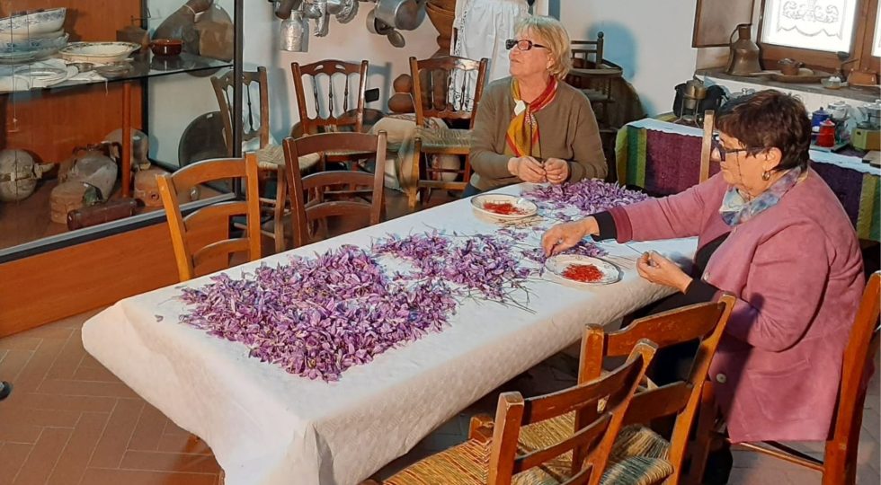 LO ZAFFERANO DI SARDEGNA DOP SFIDA CRISI E COVID E SBARCA SUL DIGITALE