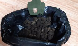 RACCOGLIE 5 KG DI TARTUFO NEL PARCO NAZIONALE D’ABRUZZO, DENUNCIATO