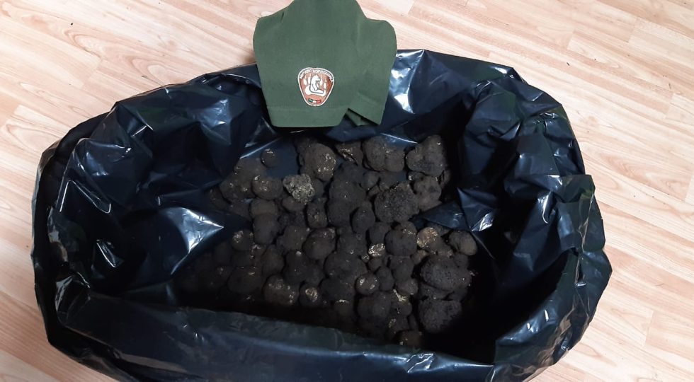 RACCOGLIE 5 KG DI TARTUFO NEL PARCO NAZIONALE D’ABRUZZO, DENUNCIATO