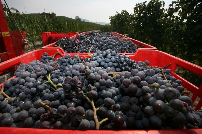 VENDEMMIA 2021 AL VIA CON BUONE PREMESSE