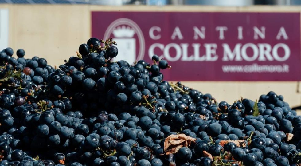 Maria Concetta Tarquini nuova presidente della cantina Colle Moro
