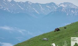 IL PRIMO PROGETTO MULTIMEDIALE SULL’ORSO BRUNO MARSICANO