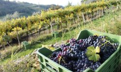 VENDEMMIA 2020: IN ABRUZZO BUONA QUALITÀ DELLE UVE MA CALANO QUANTITÀ E PREZZO
