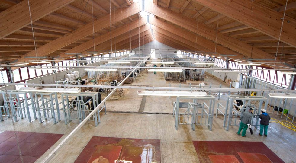 LATTE, ARRIVA “PRO CASEUS”: MAGGIORE RESA E UN AIUTO AGLI ALLEVATORI