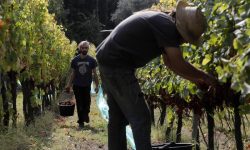 MANCA LA MANODOPERA PER LA VENDEMMIA, CONFAGRICOLTURA CHIEDE DECRETO FLUSSI