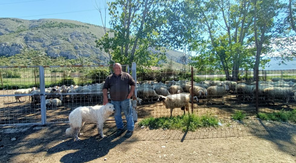 DALLA SARDEGNA ALLA MARSICA: L’AFFASCINANTE STORIA DELL’ALLEVATORE POMPEO
