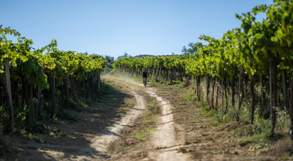 “VIAGGIO NELL’ITALIA DEL VINO”, ECCO IL NUOVO MANUALE SULL’ENOTURISMO DI STEFÀNO E COLOMBINI