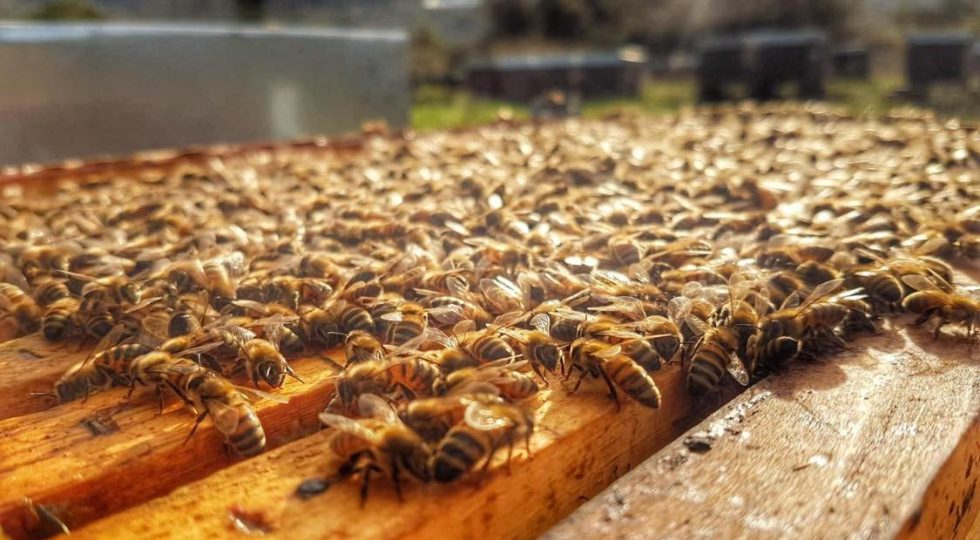 Giornata mondiale delle api, all’Aquila un incontro sulla salvaguardia