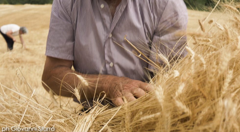 Campionato di mietitura a mano su grano Solina a Castelvecchio Subequo
