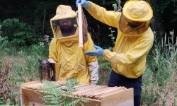A Montebello di Bertona torna il Bee Natural Festival, per tre giorni Abruzzo capitale della tutela delle api