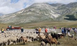 Oggi e domani la Rassegna degli ovini di Campo Imperatore