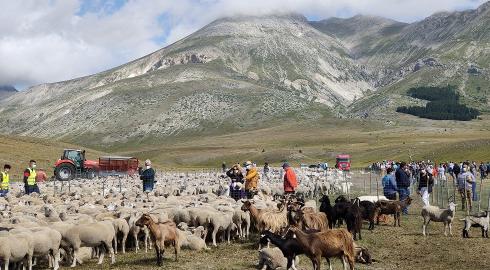 Oggi e domani la Rassegna degli ovini di Campo Imperatore