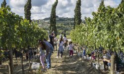 Torna Cantine Aperte in Vendemmia: degustazioni, pranzi e cene a contatto coi produttori