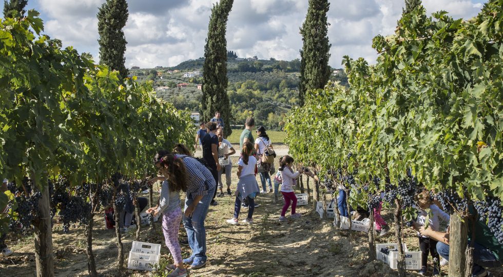 Torna Cantine Aperte in Vendemmia: degustazioni, pranzi e cene a contatto coi produttori