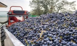 LE RESE PER ETTARO DIVIDIONO IL MONDO DEL VINO ABRUZZESE: “DOC E TAVOLA MONDI DIVERSI, MA…”