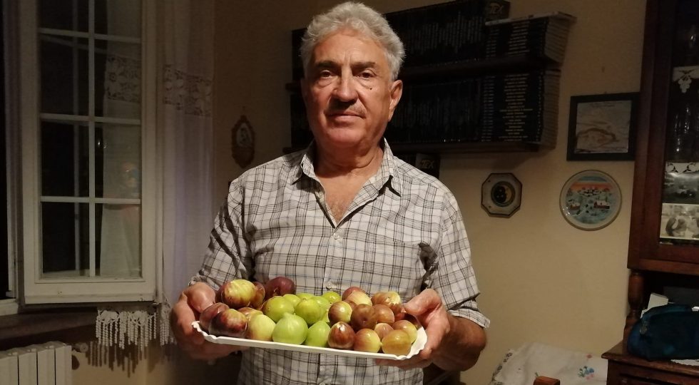 BIANCHI NERI E ROSCIOLETTI, CON I FICHI ABRUZZESI SI VA A NOZZE. “ANNATA ABBONDANTE E ZUCCHERINA, MA A MACCHIA DI LEOPARDO”