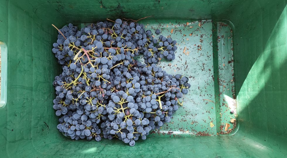 TROPPO MONTEPULCIANO, L’ABRUZZO DIVISO FA DIETROFRONT SUL BLOCKAGE: “MA ORA BISOGNA DECIDERSI”