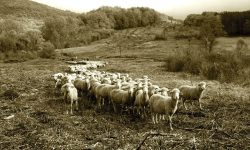 PECORINO DI FARINDOLA, SEGHETTI: “RECUPERARE L’AUTENTICITÀ CON LA PECORA PAGLIAROLA”