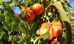 Giù i prezzi dei prodotti ortofrutticoli in Abruzzo, Cia: “Tutelare il pomodoro a pera”