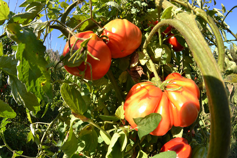 Giù i prezzi dei prodotti ortofrutticoli in Abruzzo, Cia: “Tutelare il pomodoro a pera”