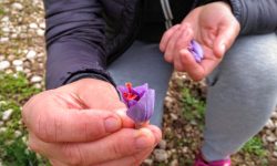 TORNA IL CORSO DI FORMAZIONE E DI VALORIZZAZIONE DELLO ZAFFERANO DOP