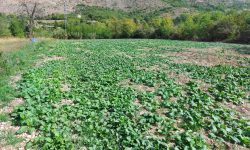 Mugnoli, broccolo riccio e rapa, verdure invernali della Maiella in studio del Parco e dell’Università dell’Aquila