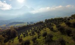 L’OLIO D’ALTURA DEL FRANTOIO GRAN SASSO