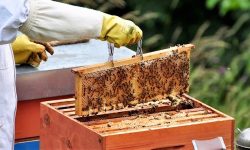 “Le api della Valle del Giovenco-custodi della biodiversità”, a Bisegna passeggiata tra fonti e sorgenti e un convegno