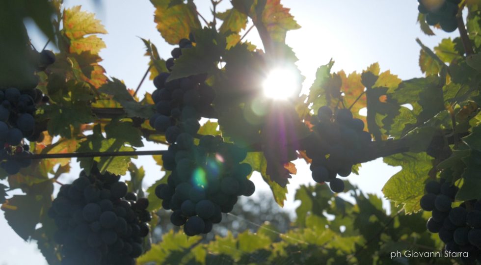 uva vigneto villamagna