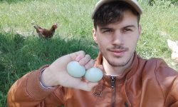 LA GALLINA ABRUZZESE DALLE UOVA AZZURRE, PARTE DAGLI ALLEVATORI AMATORIALI IL RECUPERO
