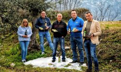 Ercole Olivario, le olive intosso in salamoia dell’Olivicola Casolana sono le migliori