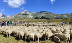 LA 62ESIMA RASSEGNA DEGLI OVINI ALLARGA GLI ORIZZONTI OSPITANDO 20 GIORNALISTI NAZIONALI