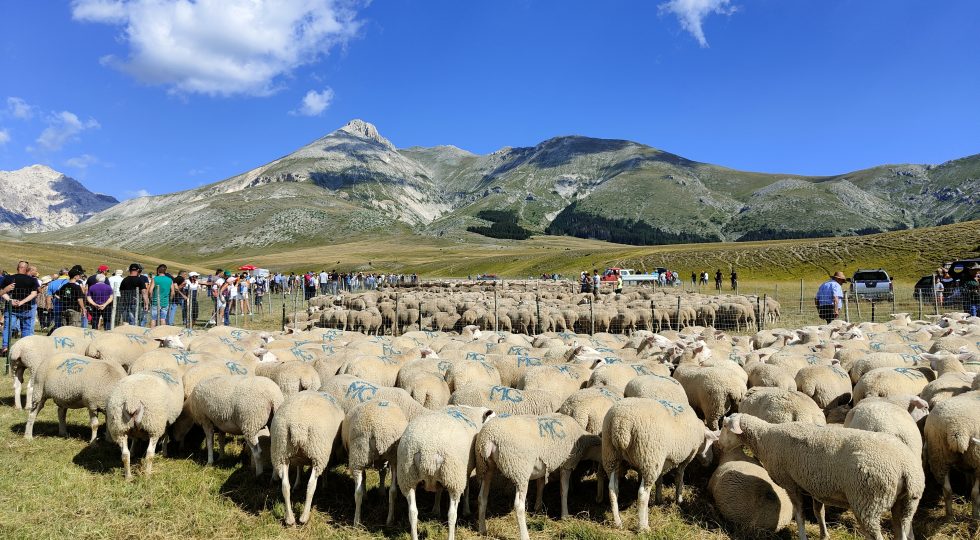 LA 62ESIMA RASSEGNA DEGLI OVINI ALLARGA GLI ORIZZONTI OSPITANDO 20 GIORNALISTI NAZIONALI
