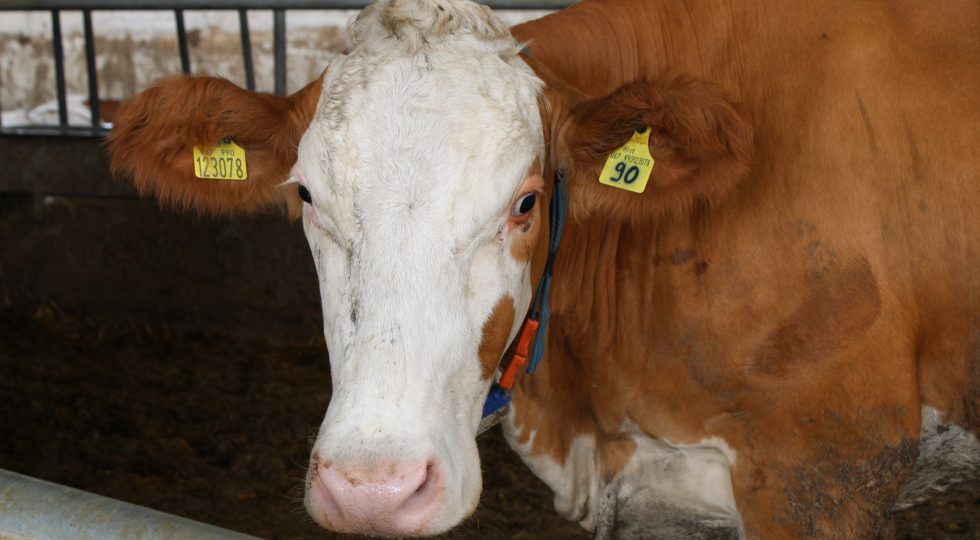 GAL GRAN SASSO VELINO, BANDI DA 1,8 MILIONI DI EURO PER AZIENDE AGRICOLE E COMUNI