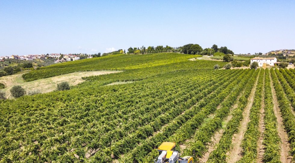 FATTORIA GIUSEPPE SAVINI, VINI INTENSI E PROFUMATI PER L’ANNATA 2022