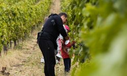 Cantine Aperte in Vendemmia, proseguono gli appuntamenti