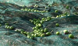 CAMPAGNA OLEARIA 2022, CALO DEL 60 PER CENTO NEL PESCARESE: CHIESTO LO STATO DI CALAMITÀ